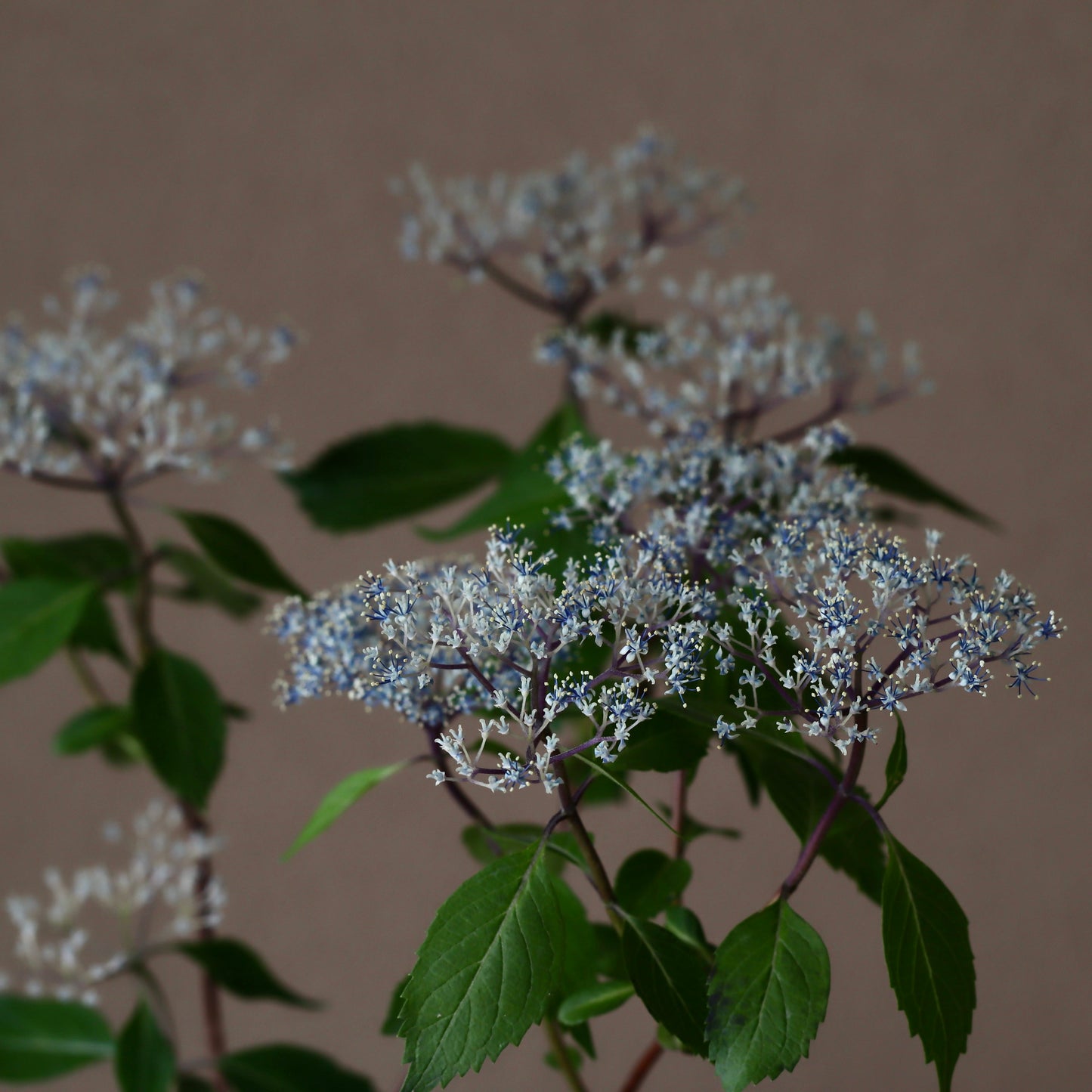 奥多摩小紫陽花(オクタマコアジサイ)