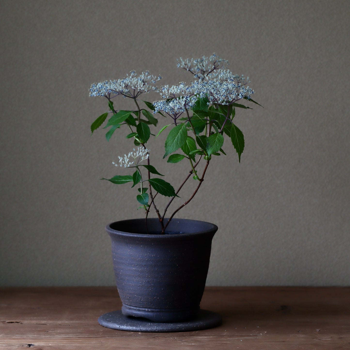 奥多摩小紫陽花(オクタマコアジサイ)