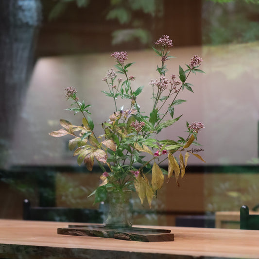 季節のお茶花 定期便 月に一度 5種