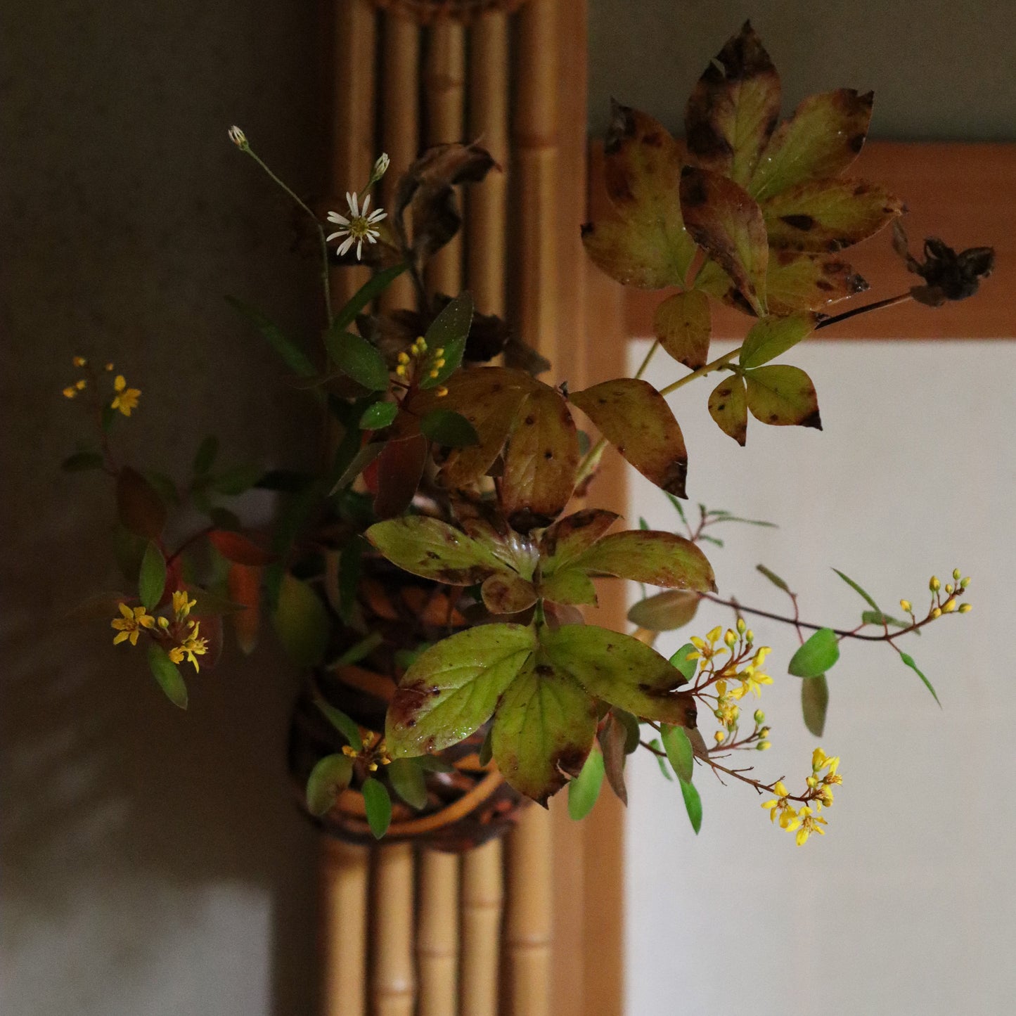季節のお茶花 定期便 月に一度 3種