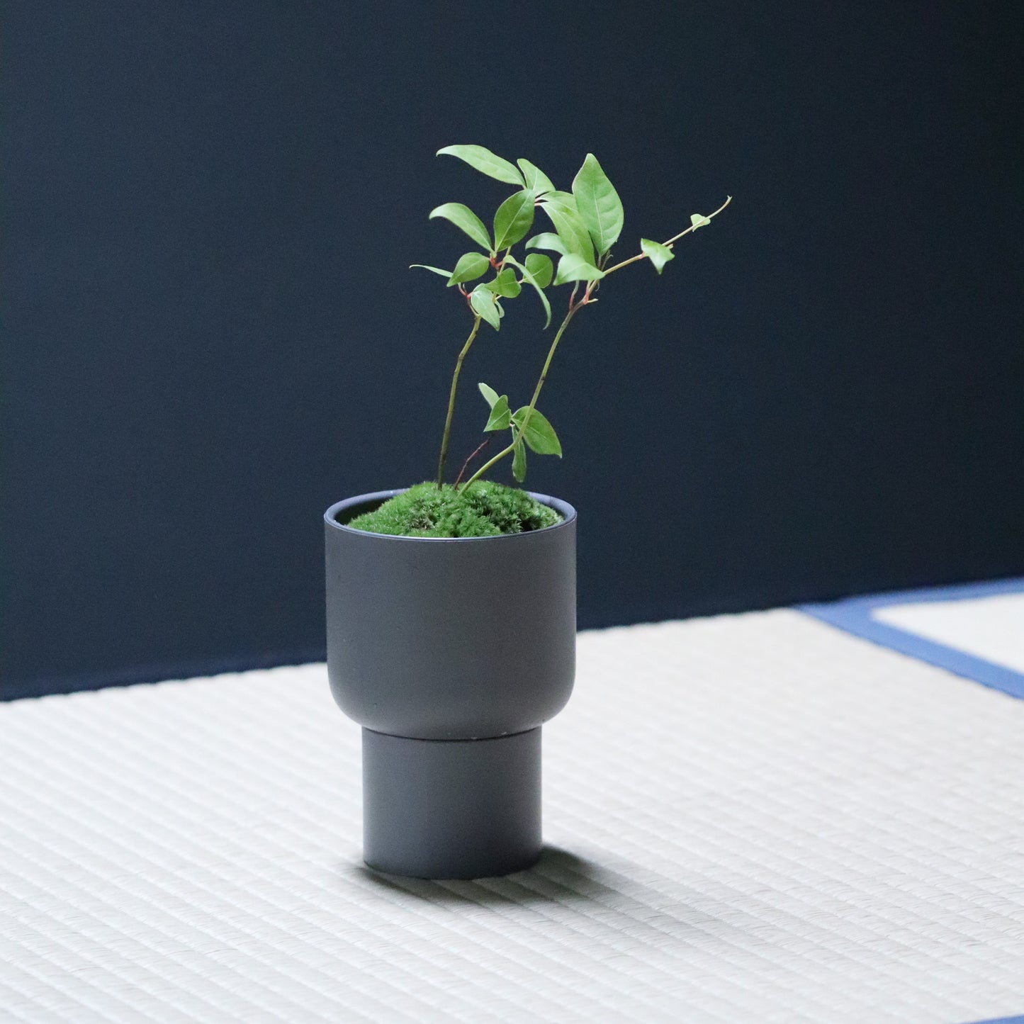 Celebratory potted flower (stone grey pot)