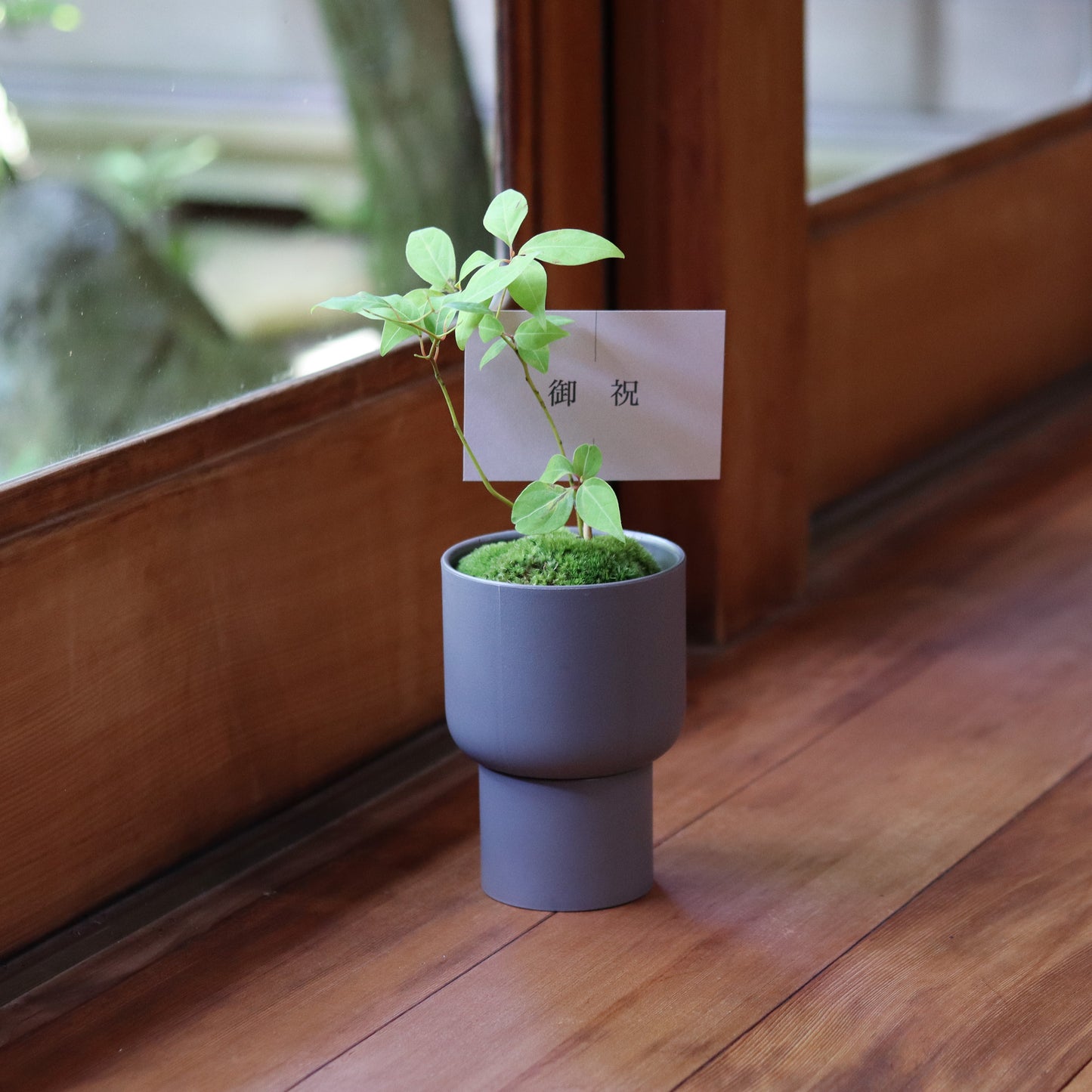 Celebratory potted flower (stone grey pot)
