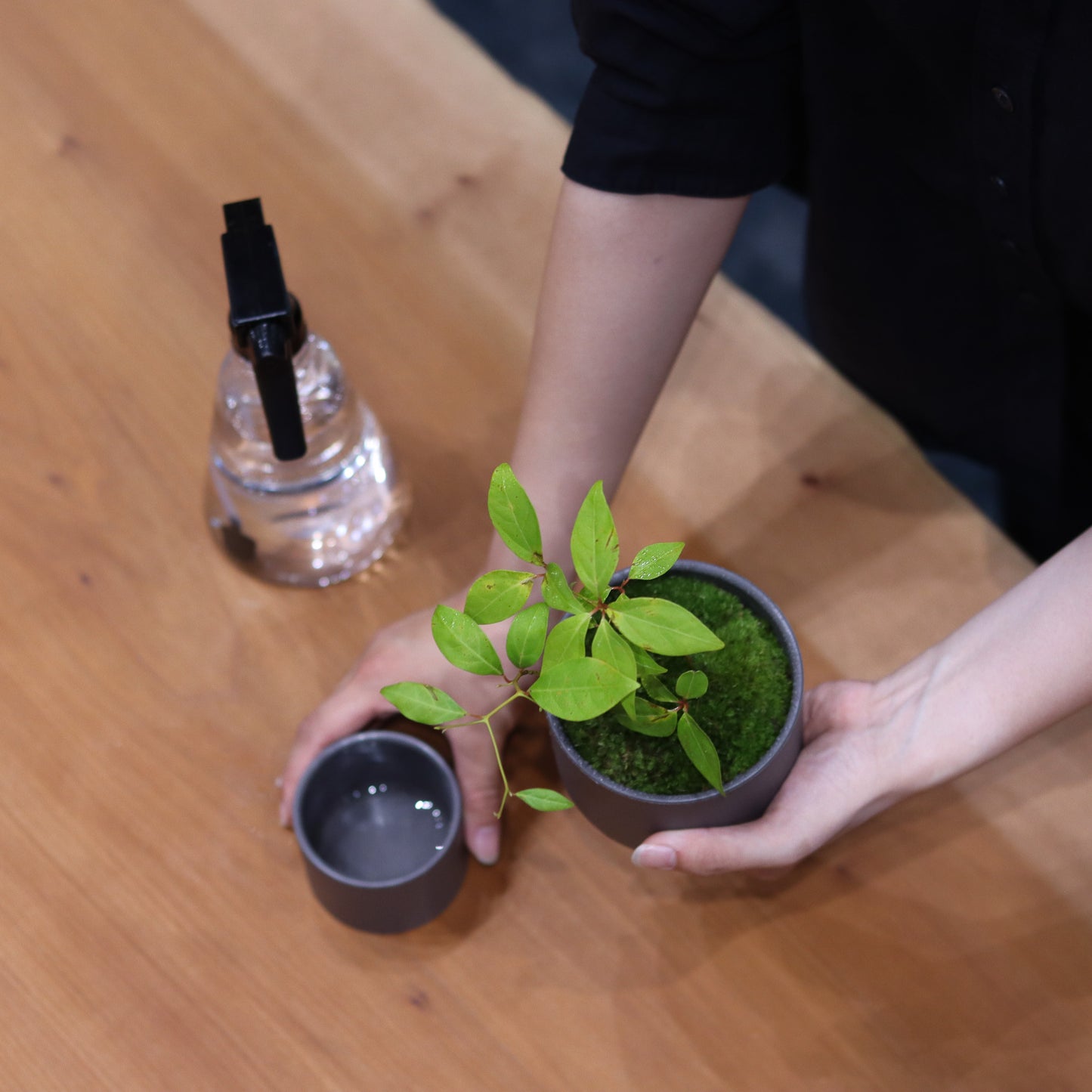 Celebratory potted flower (stone grey pot)