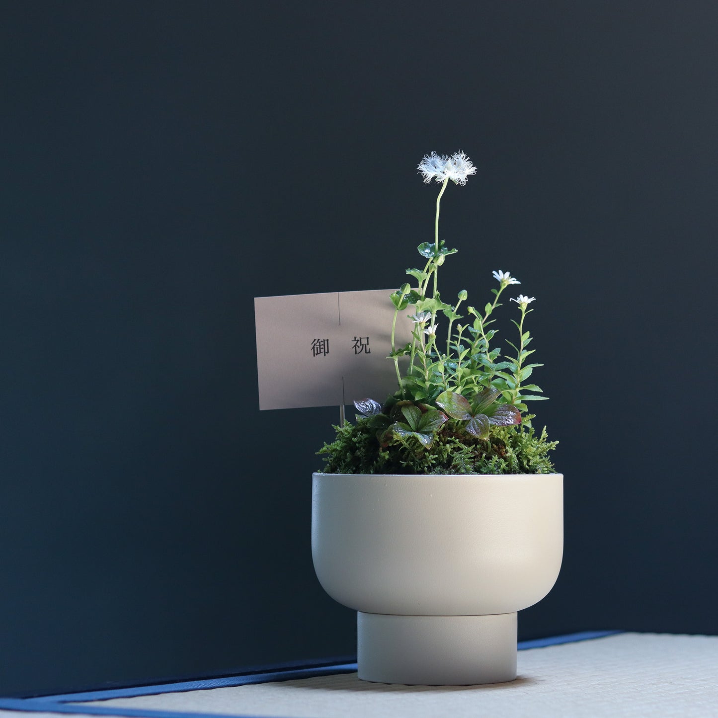 お祝い寄花鉢(サンドベージュ)