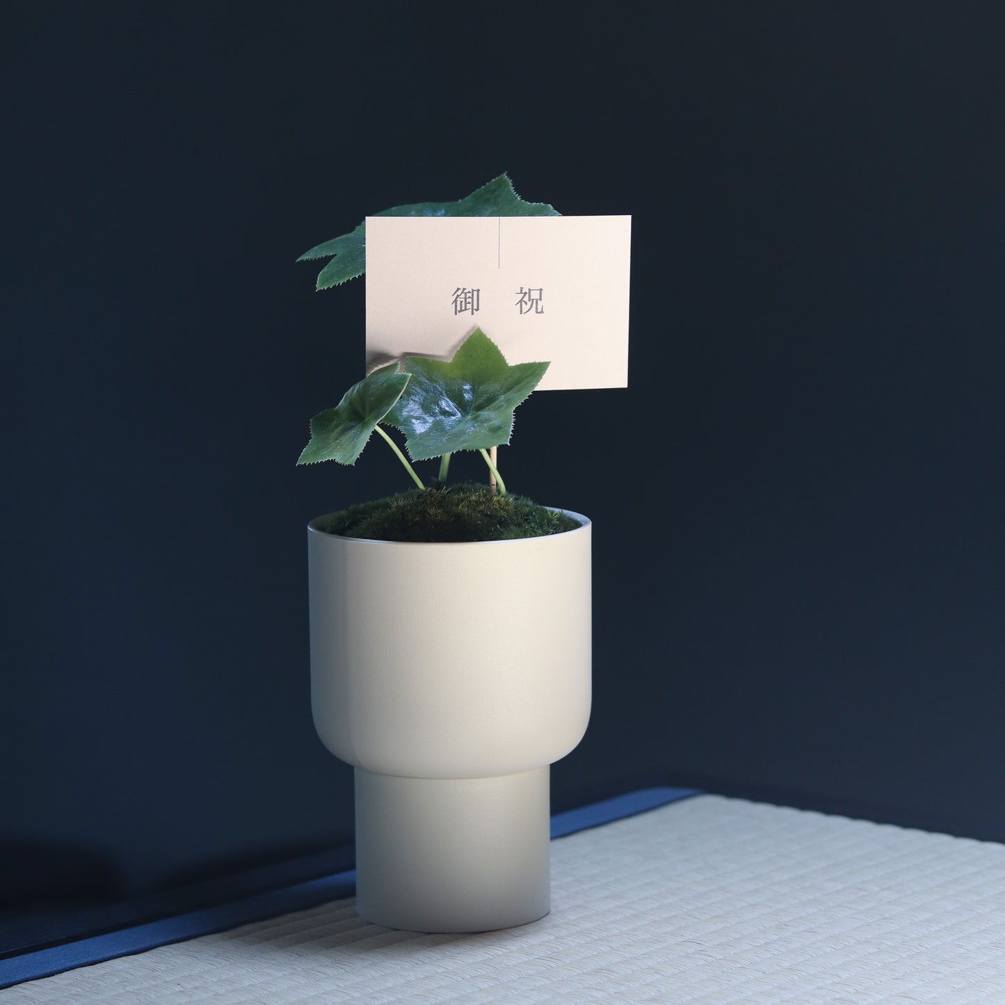 お祝い花鉢(サンドベージュ)