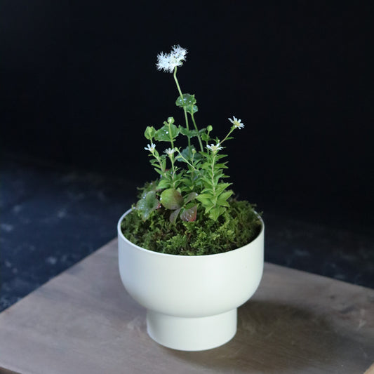 Celebratory potted flower arrangement (sand beige pot)