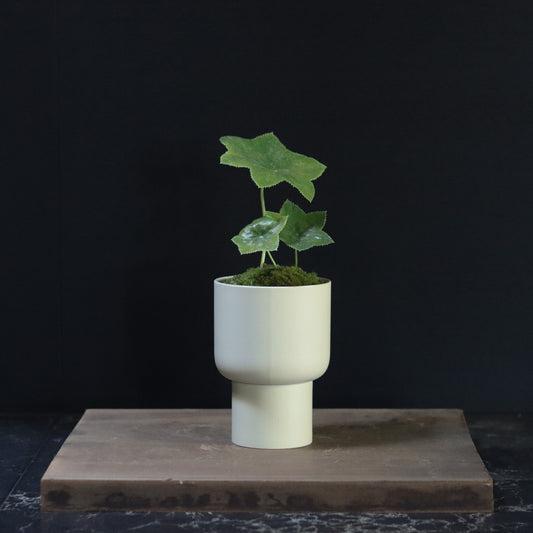 Celebratory potted flower (sand beige pot)
