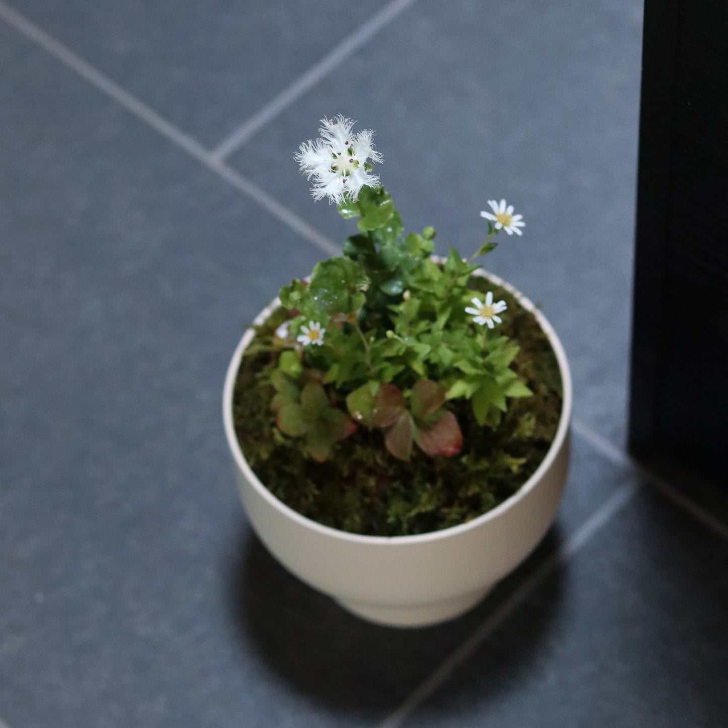 お祝い寄花鉢(サンドベージュ)