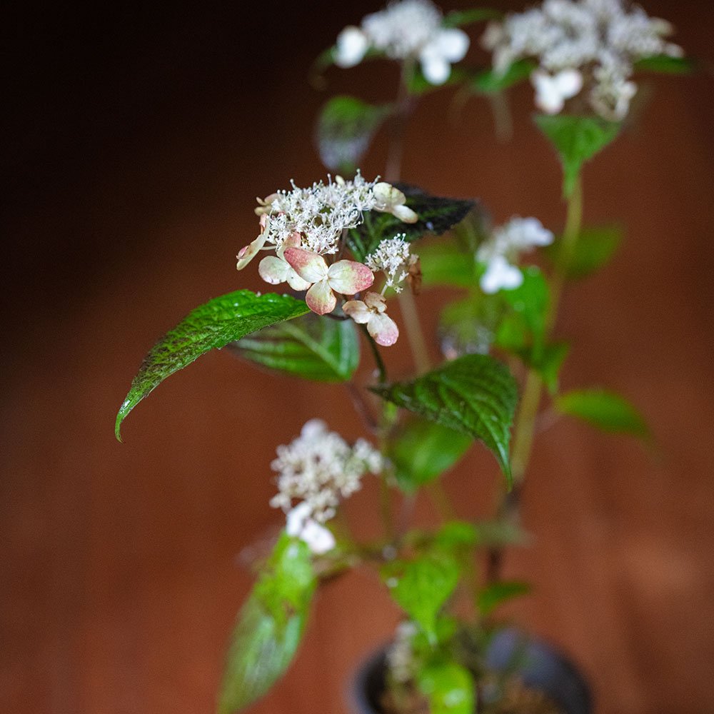 Hydrangea serrata ‘Kurenai’ (Mountain hydrangea ‘Kurenai,’ yama ajisai ‘Kurenai’)