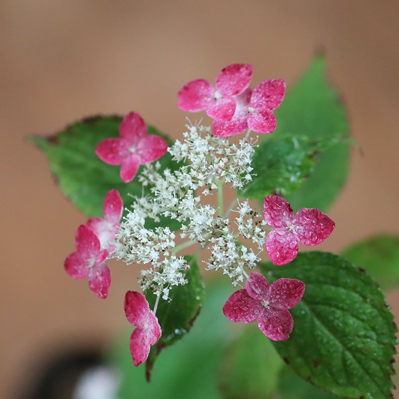 Hydrangea serrata ‘Kurenai’ (Mountain hydrangea ‘Kurenai,’ yama ajisai ‘Kurenai’)