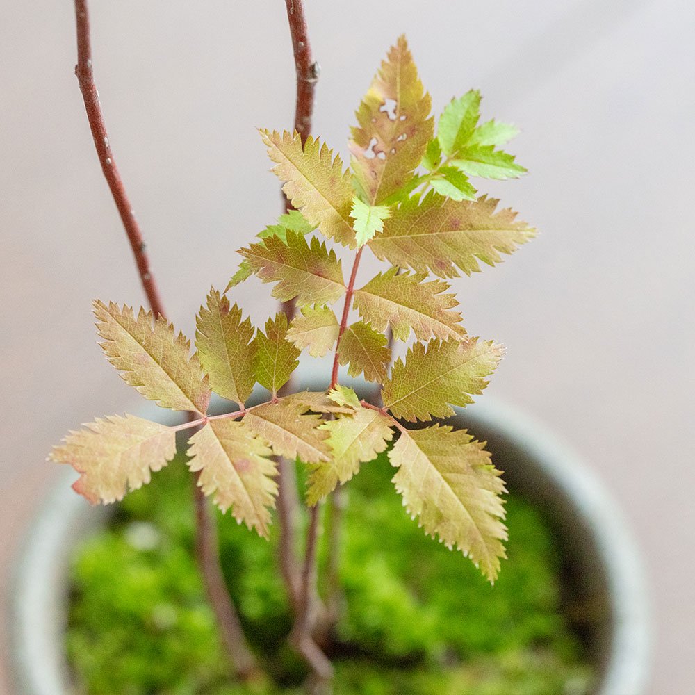 七竈(ナナカマド)