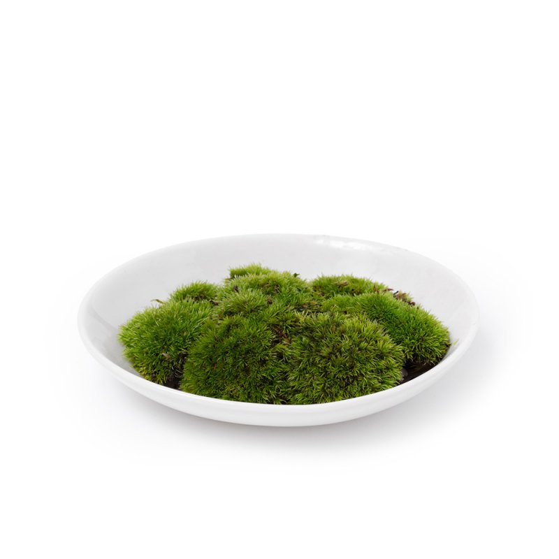 山苔(ヤマゴケ )