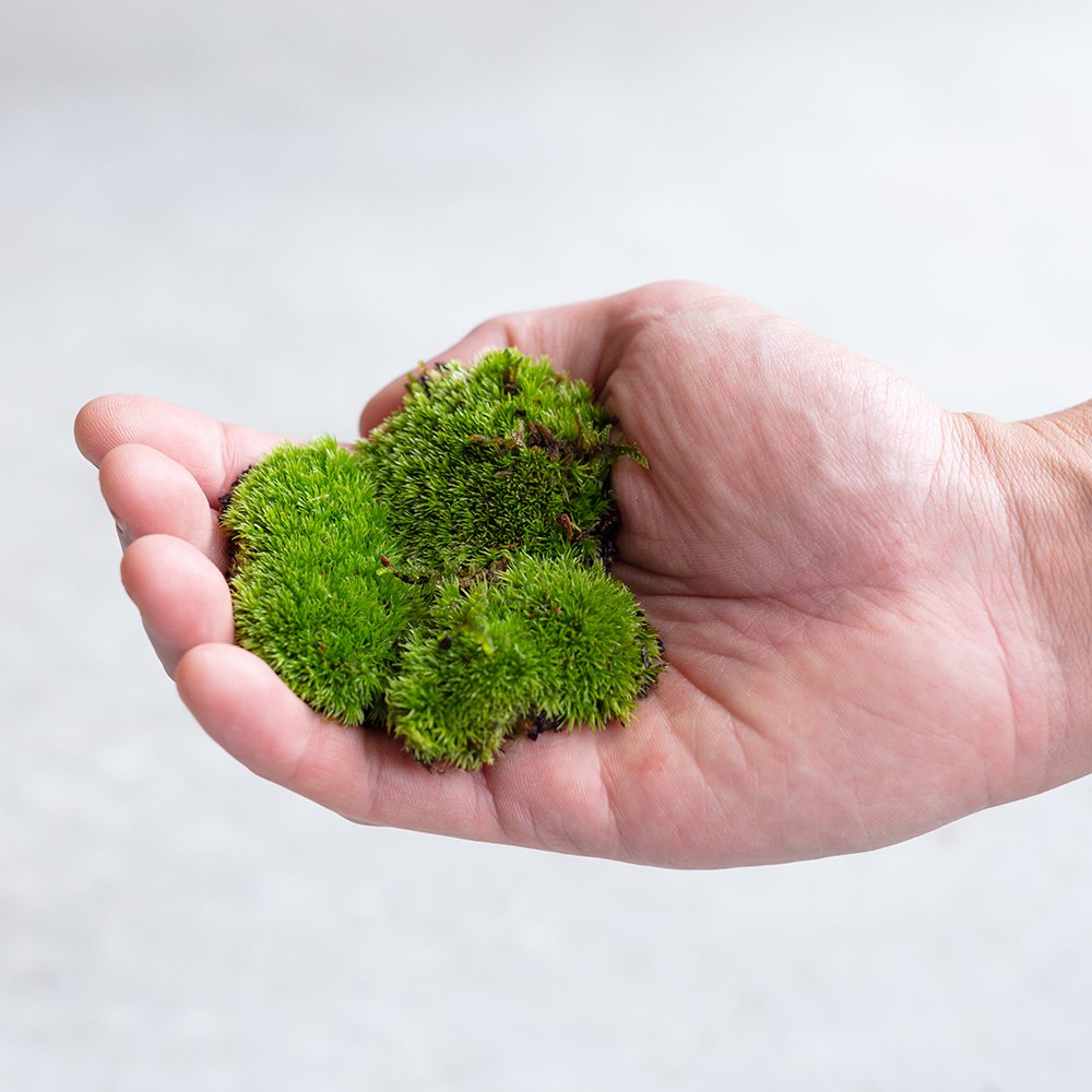 山苔(ヤマゴケ )