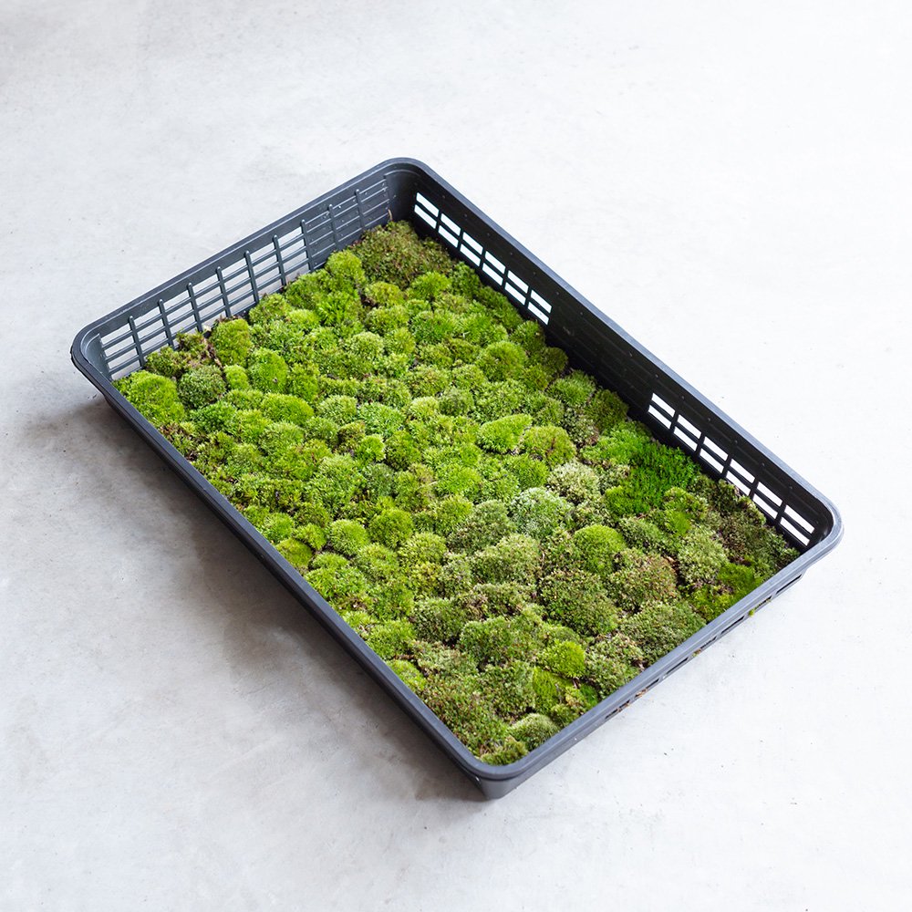 山苔(ヤマゴケ )