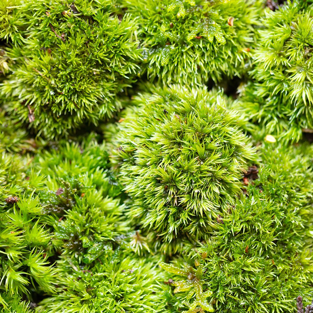 山苔(ヤマゴケ )