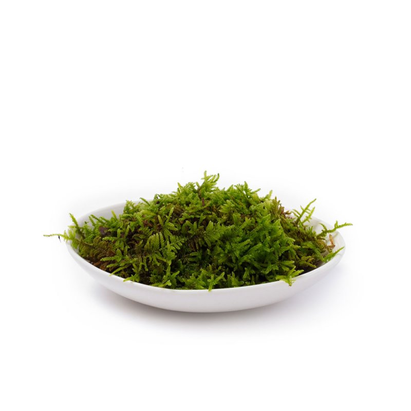 這苔(ハイゴケ)