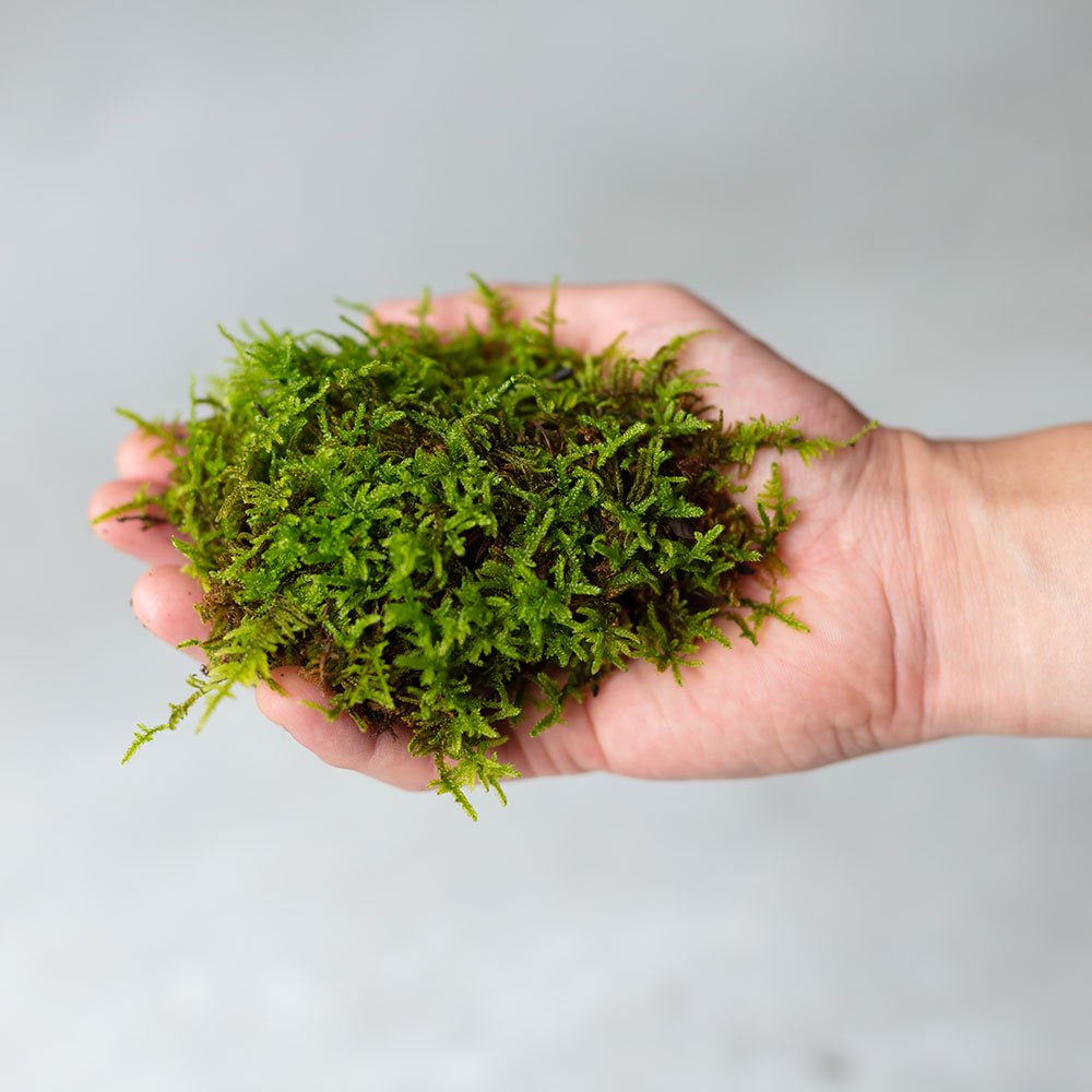 這苔(ハイゴケ)