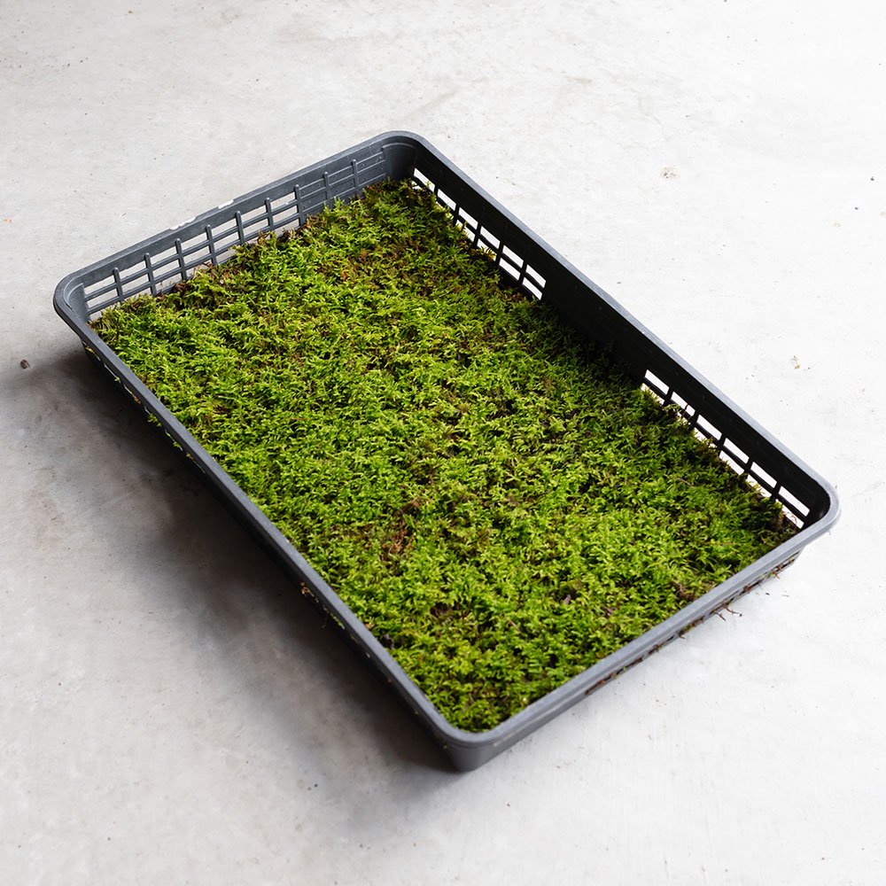 這苔(ハイゴケ)