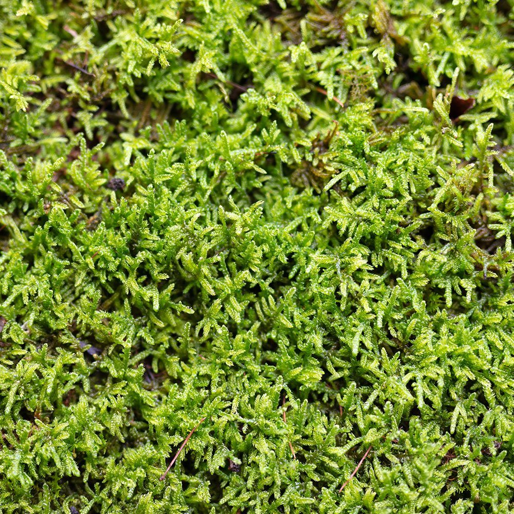 這苔(ハイゴケ)