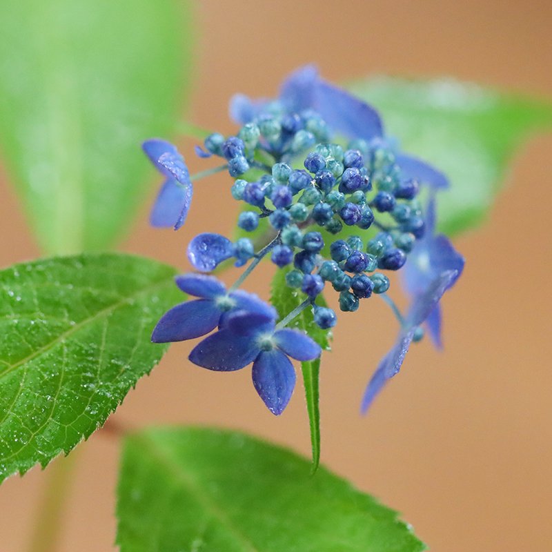 山紫陽花 藍姫(アイヒメ)