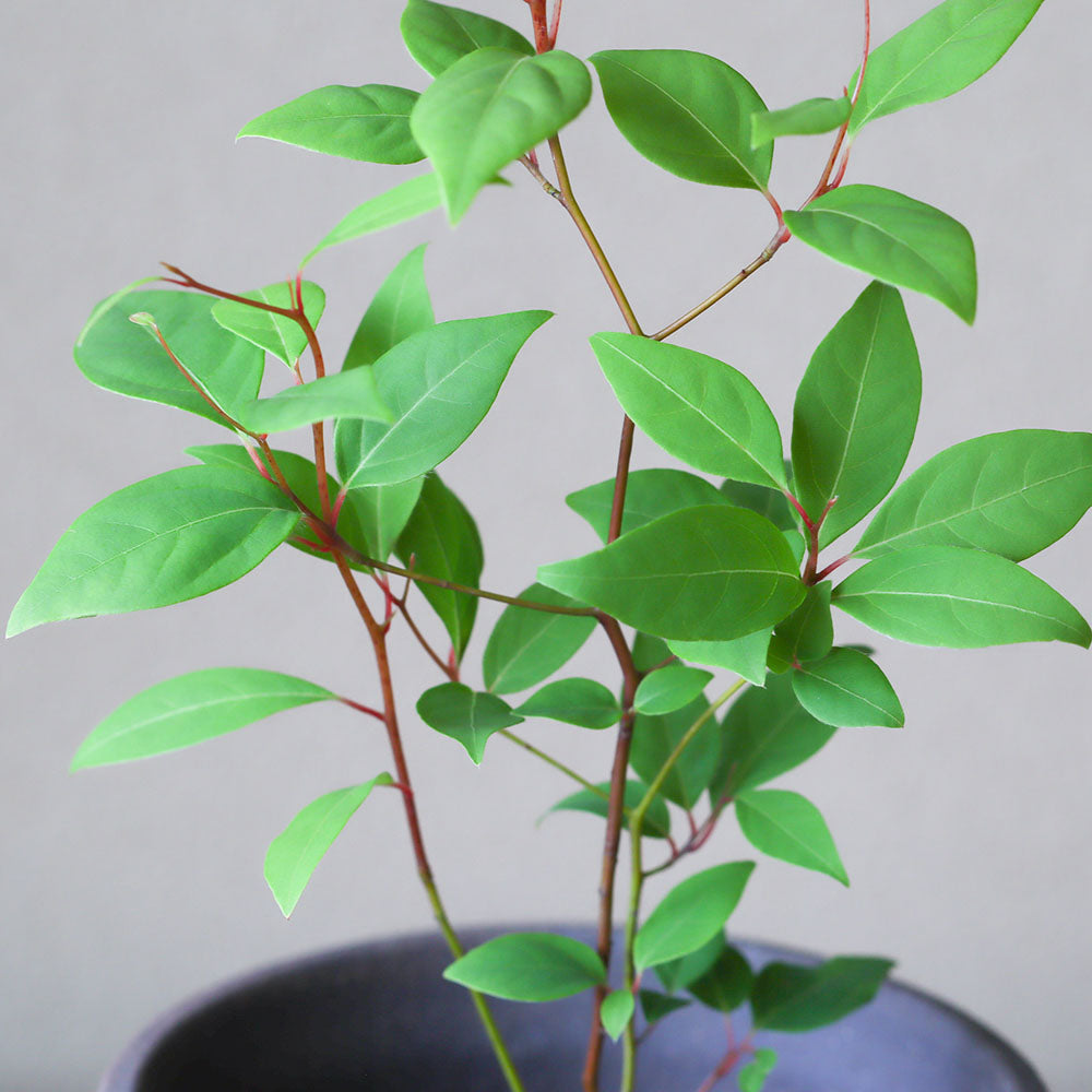 黒文字(クロモジ)