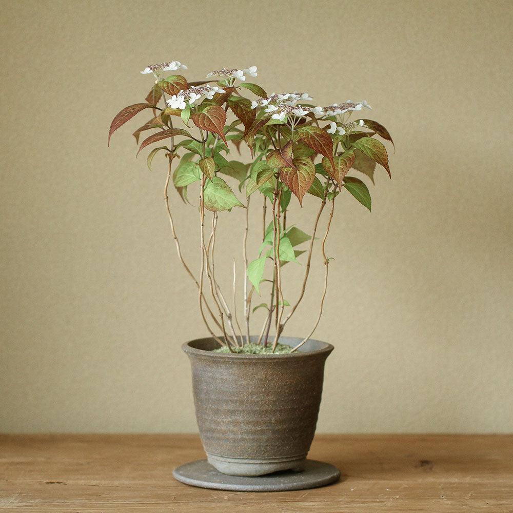 Hydrangea serrata ‘Kurenai’ (Mountain hydrangea ‘Kurenai,’ yama ajisai ‘Kurenai’)