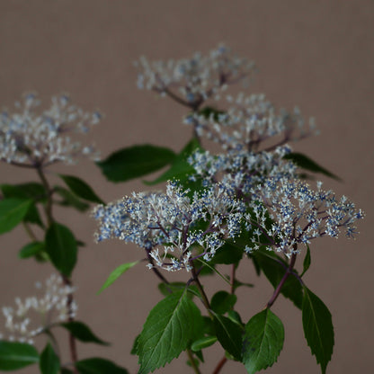 奥多摩小紫陽花（オクタマコアジサイ）