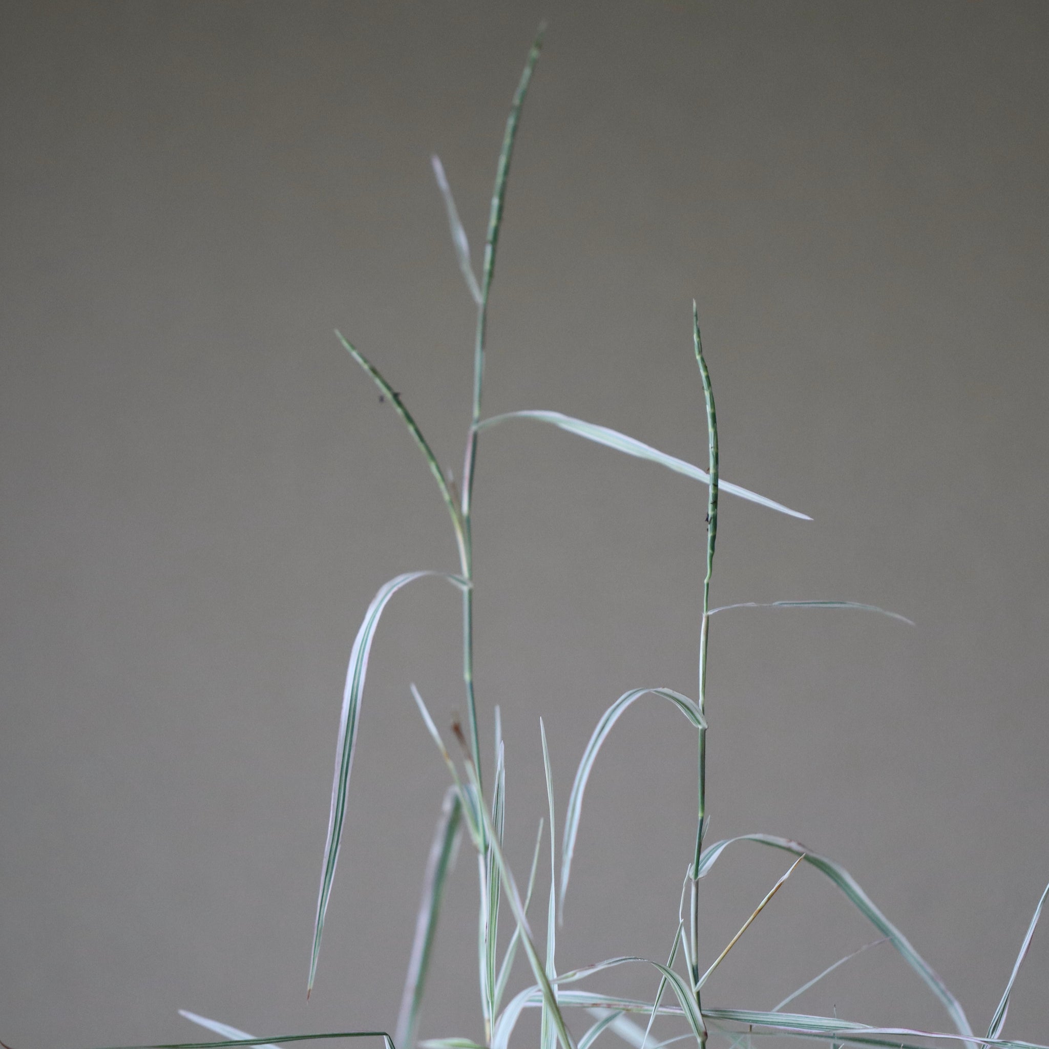 Phalaris arundinacea (Ribbon grass, fuiri Towada ashi)