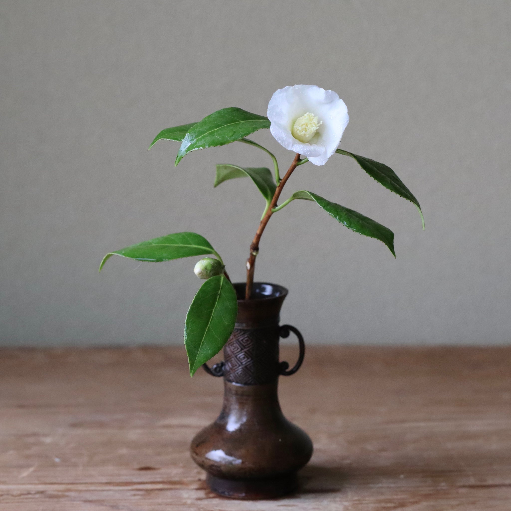 Camellia wabisuke (Wabisuke camellia or shiro wabisuke)