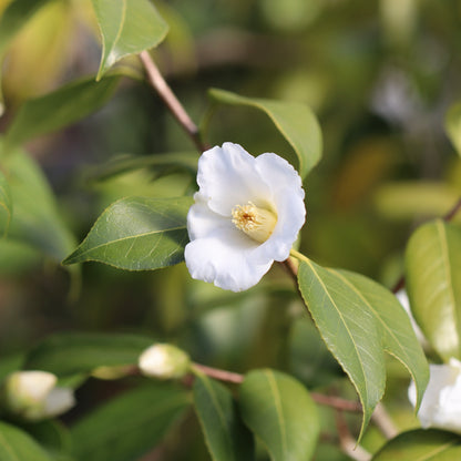 Camellia wabisuke (Wabisuke camellia or shiro wabisuke)