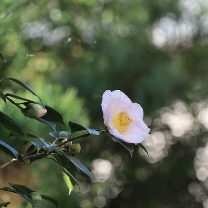 Camellia japonica ‘Akebono’