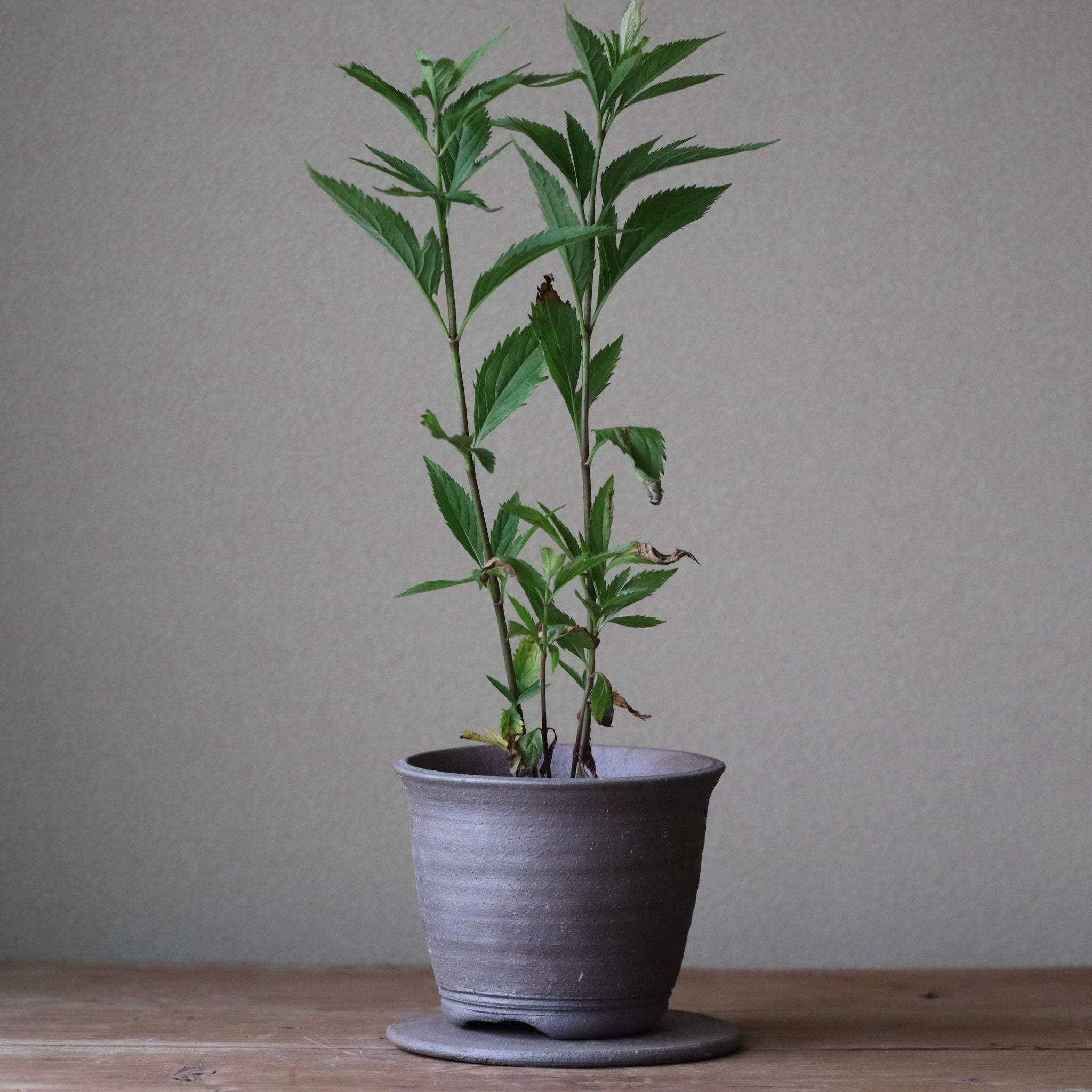 Eupatorium japonicum (Thoroughwort, fragrant eupatorium, fujibakama)