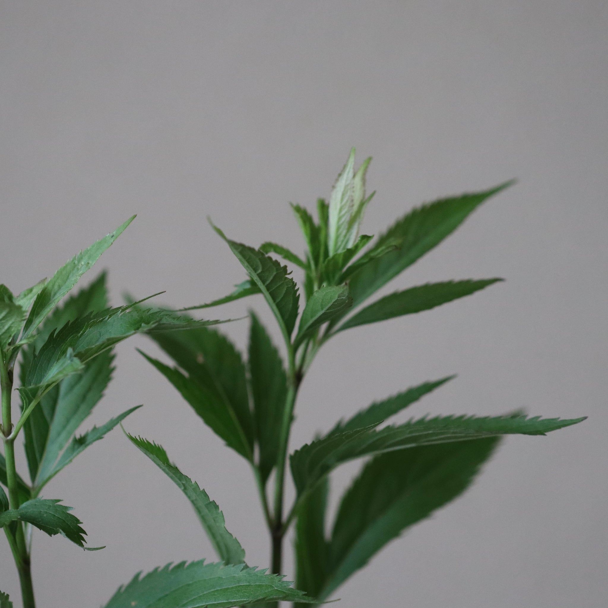 Eupatorium japonicum (Thoroughwort, fragrant eupatorium, fujibakama)