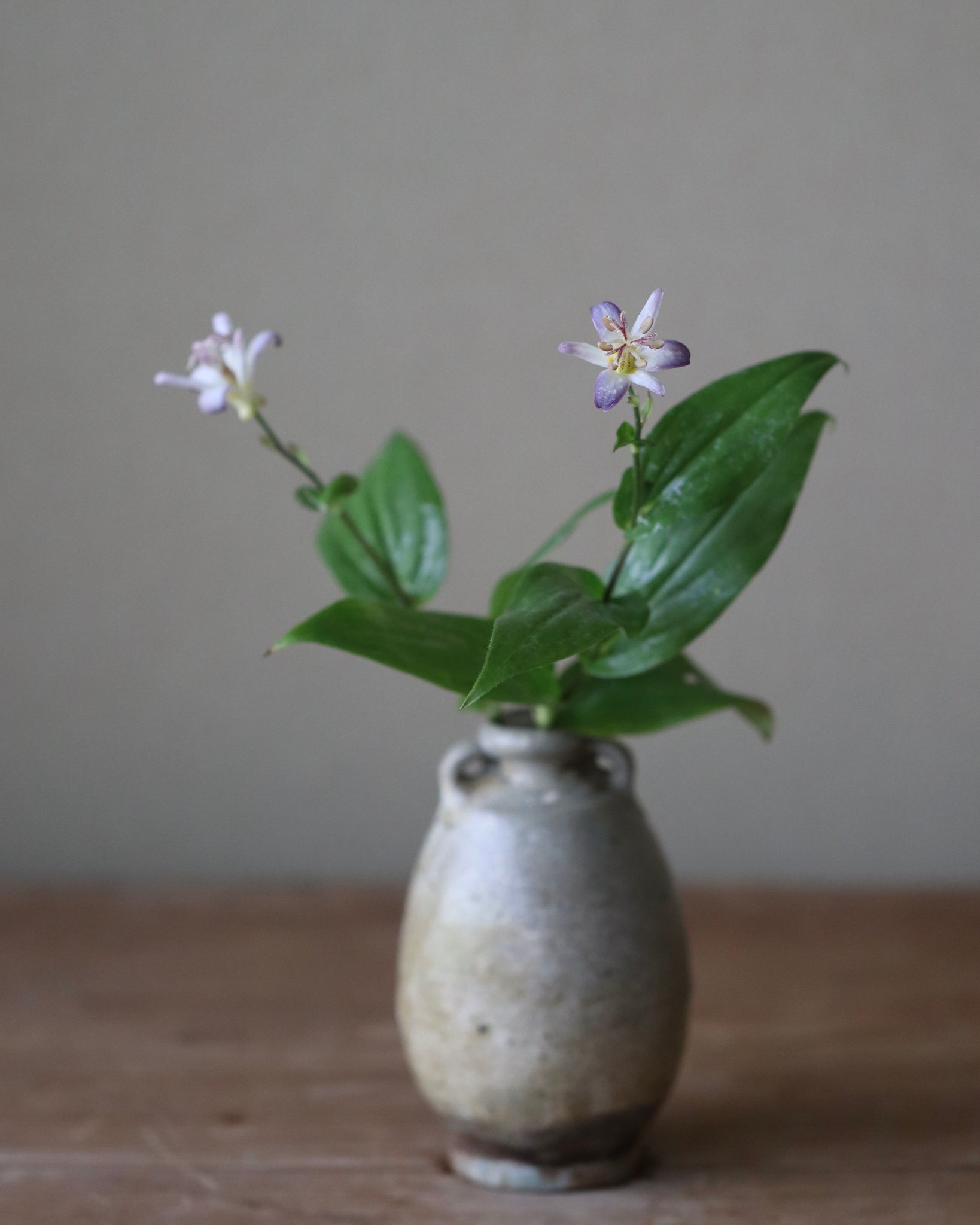 杜鵑草 桃源（トウゲン）