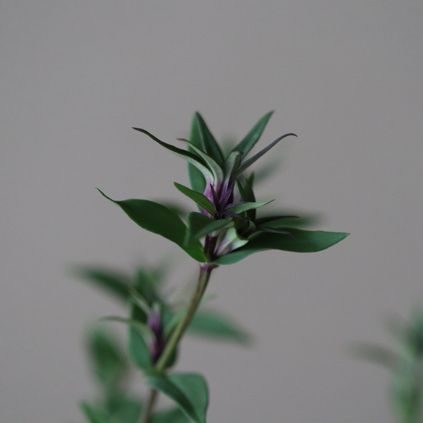 Gentiana scabra (Red-flowered Japanese gentian, aka-bana rindo)