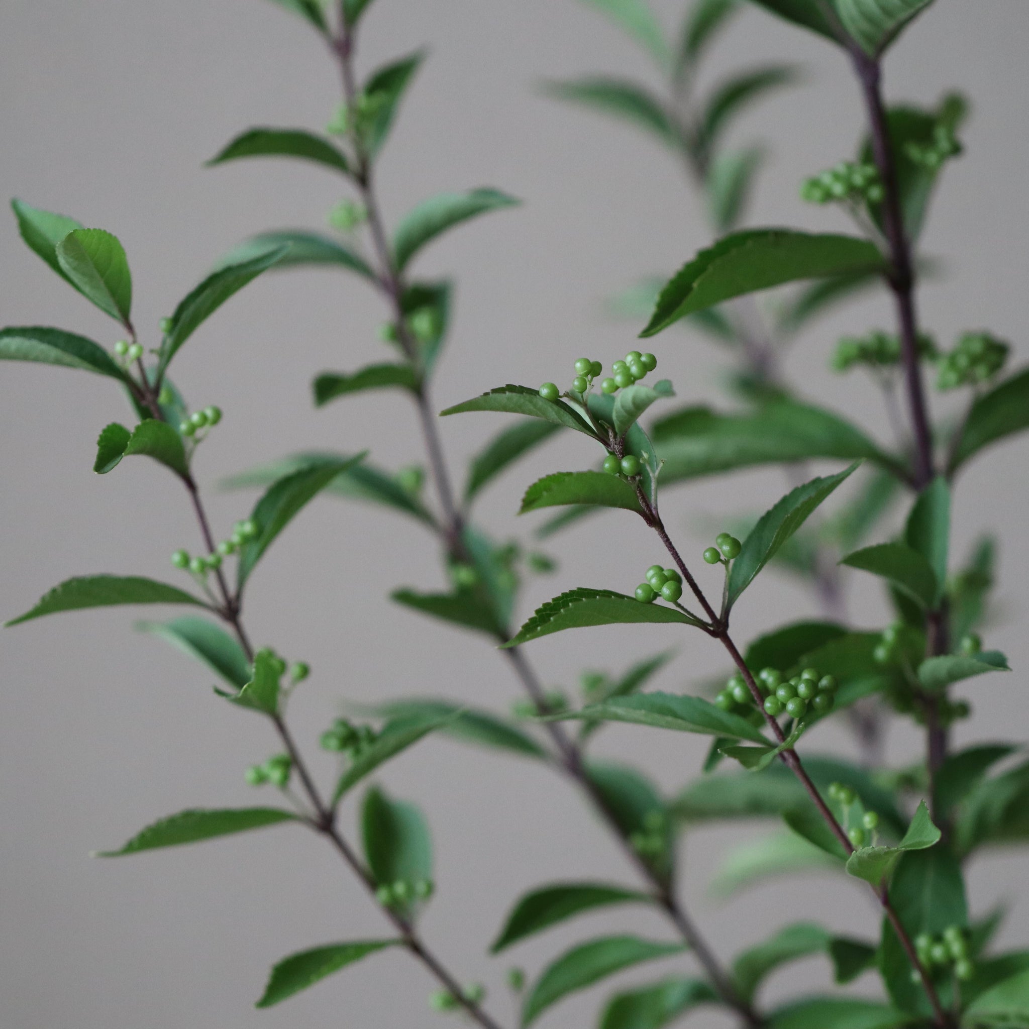 Callicarpa japonica (Japanese beautyberry, murasaki shikibu)