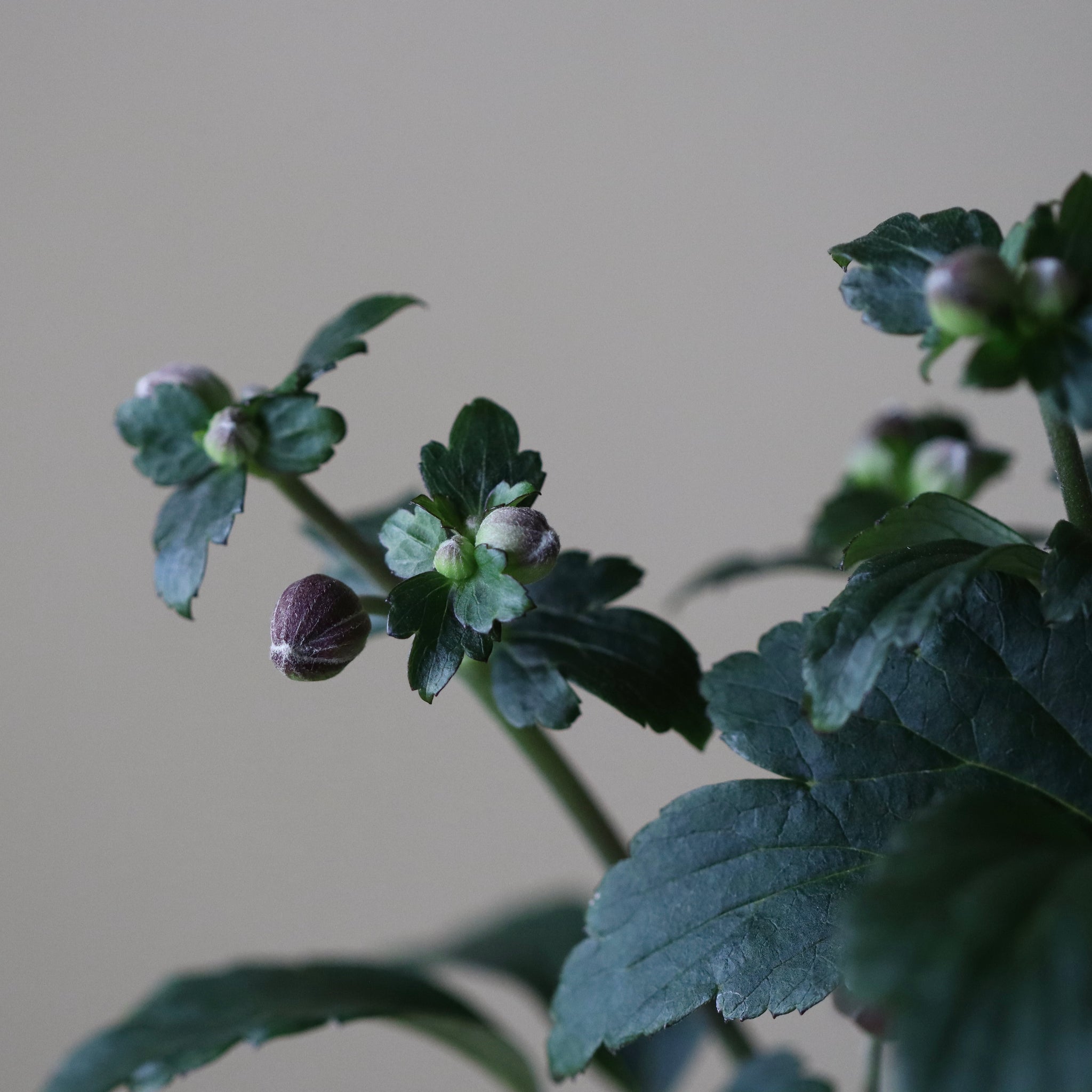 Anemone hupehensis var. japonica (Japanese anemone, benihitoe shumeigiku)