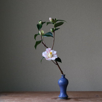 Camellia japonica ‘Aki no Yama’