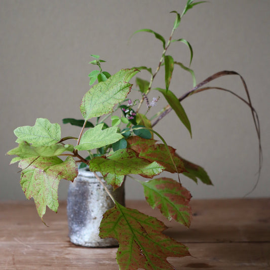 季節のお茶花 