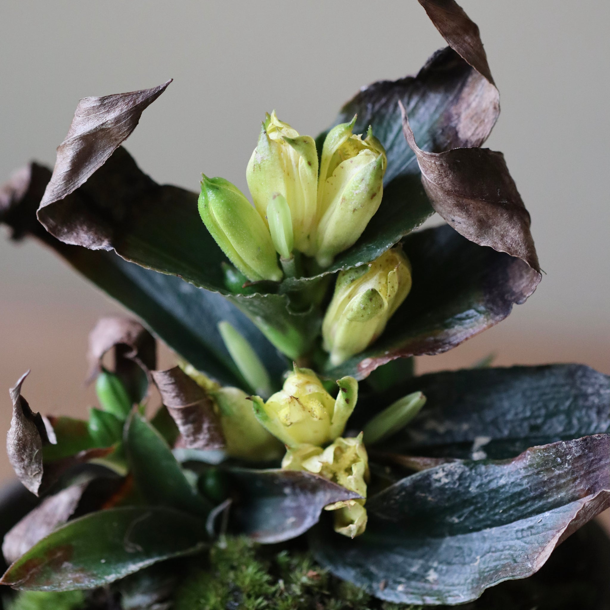 Tricyrtis nana  ‘Karasuba’ (Tricyrtis macropoda ‘Crow Leaf,’ Tricyrtis nana bronze leaf, karasuba chabo hototogisu)