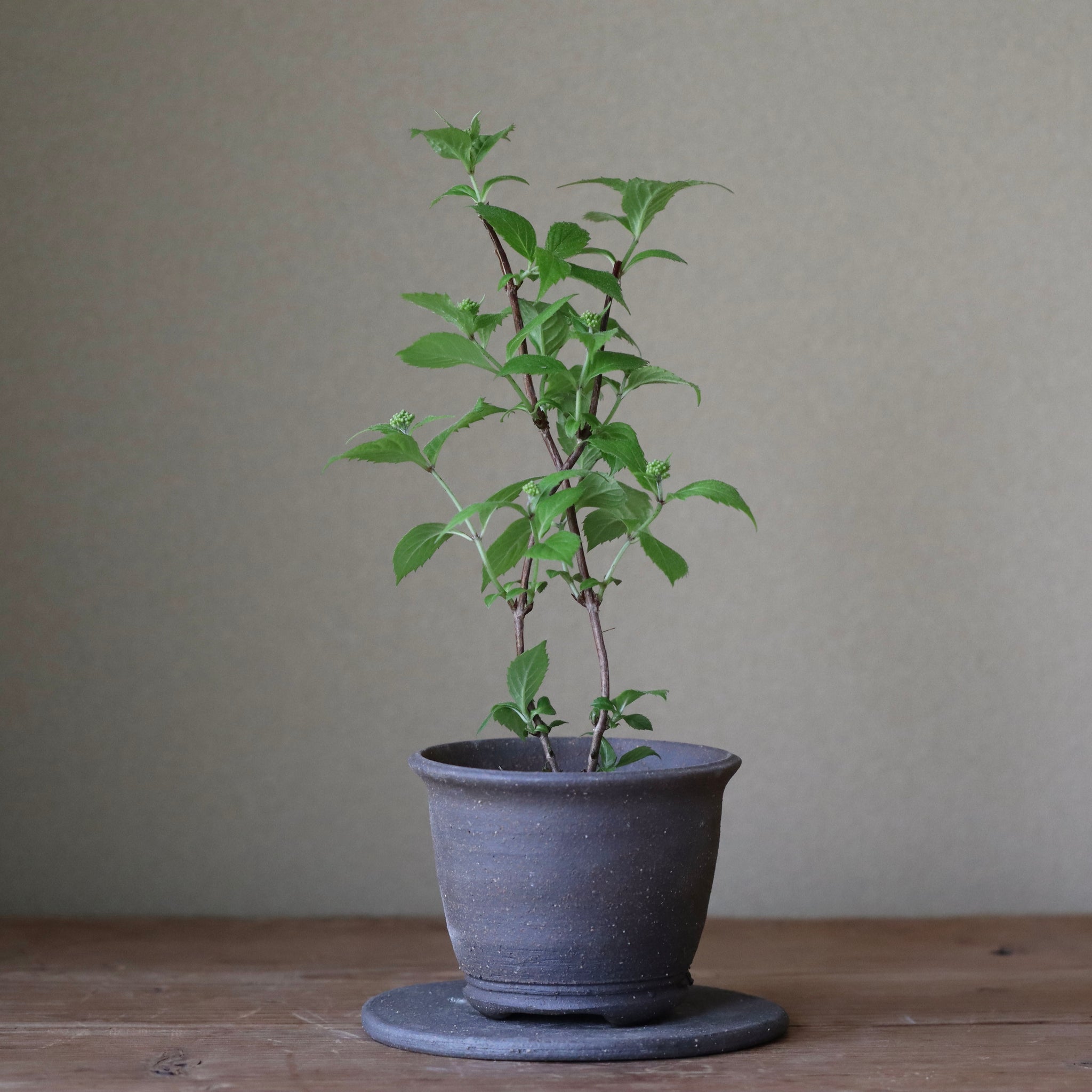 Hydrangea serrata ‘Iyo haku’ (Mountain hydrangea ‘Iyo haku’ yama ajisai ‘Iyo haku’)