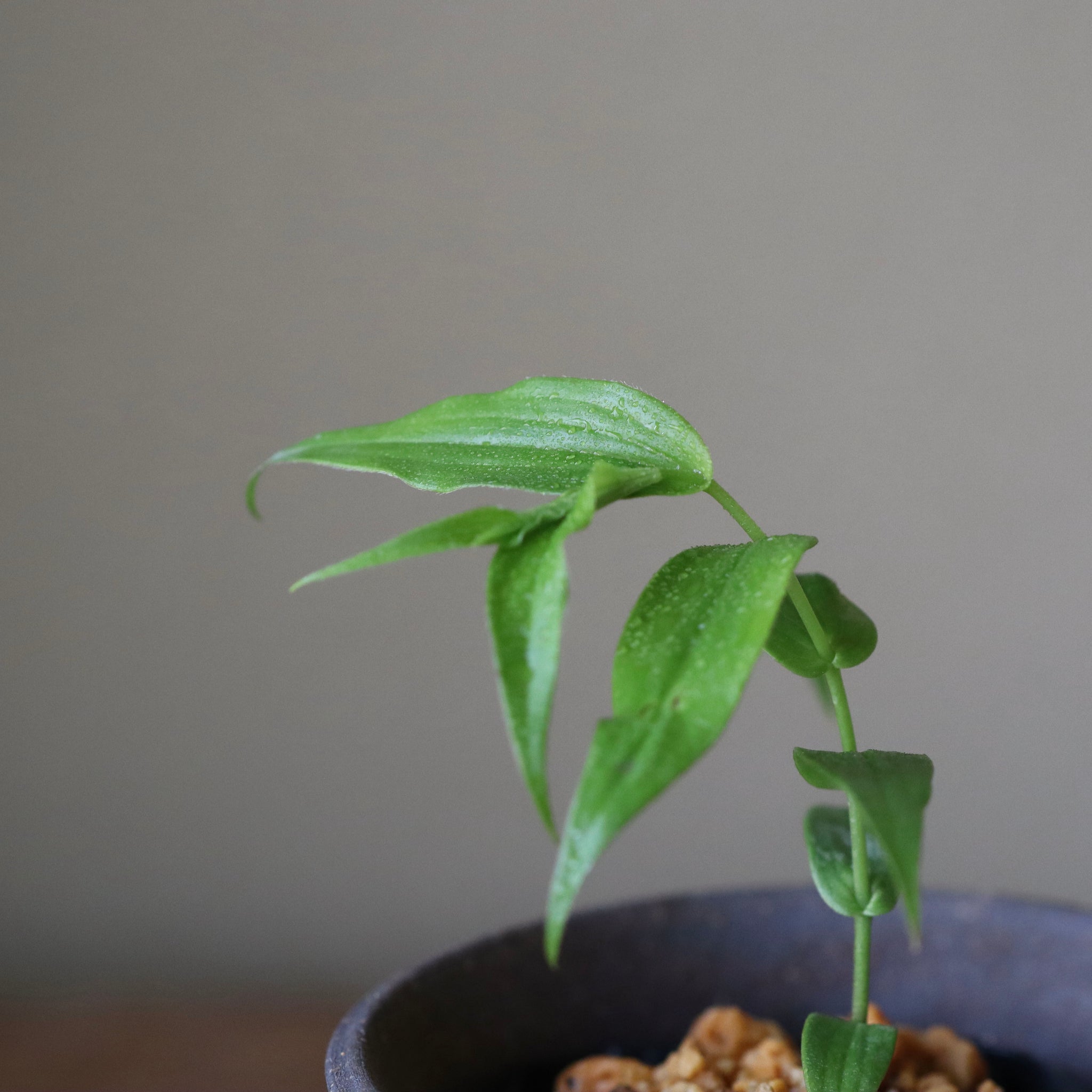 紀伊上臈杜鵑草（キイジョウロウ）