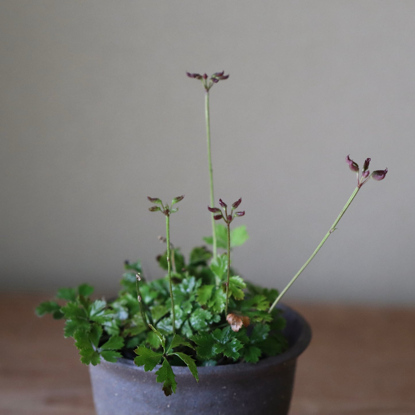 Coptis quinquefolia (Baika oren)