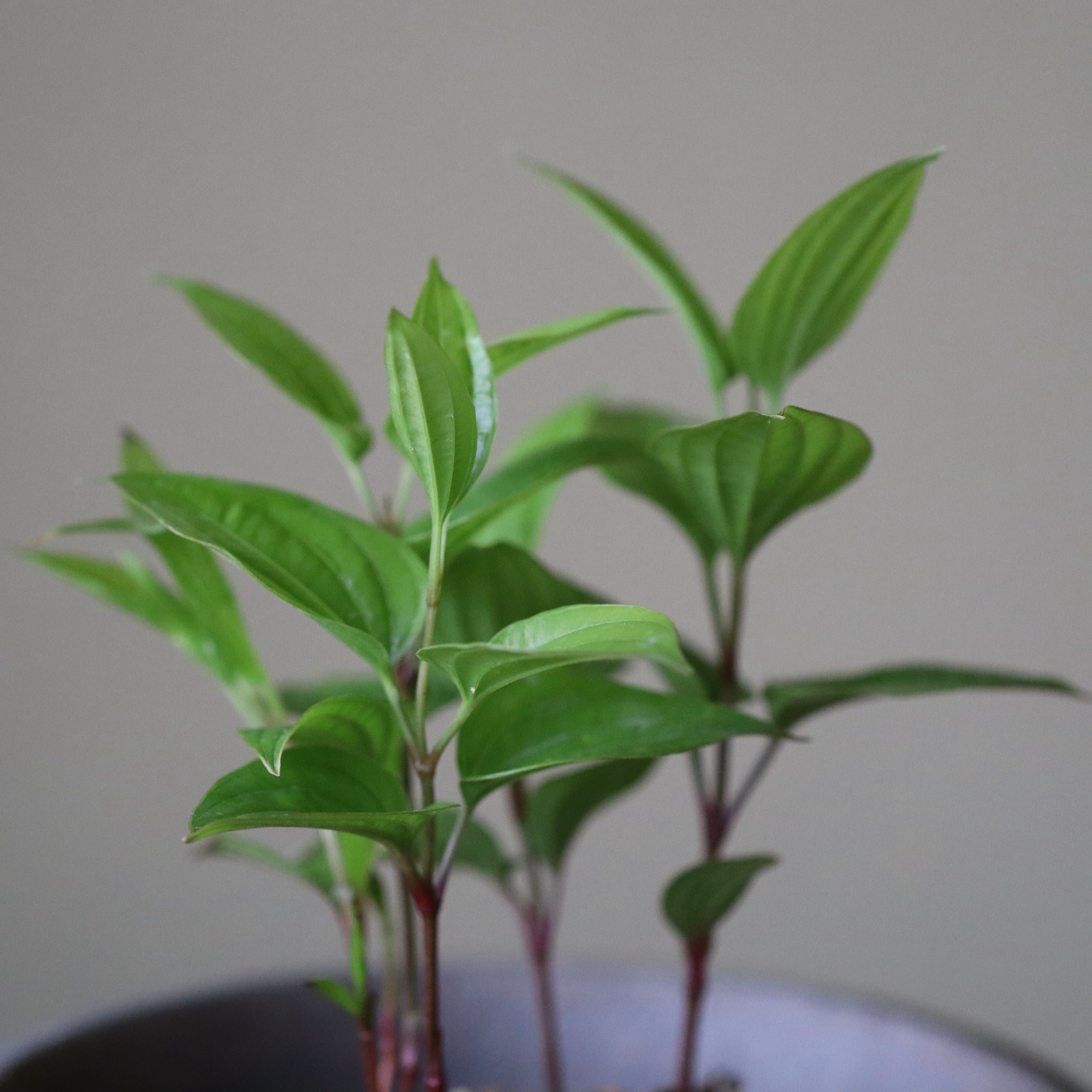 Stemona japonica (Rikyu-so)