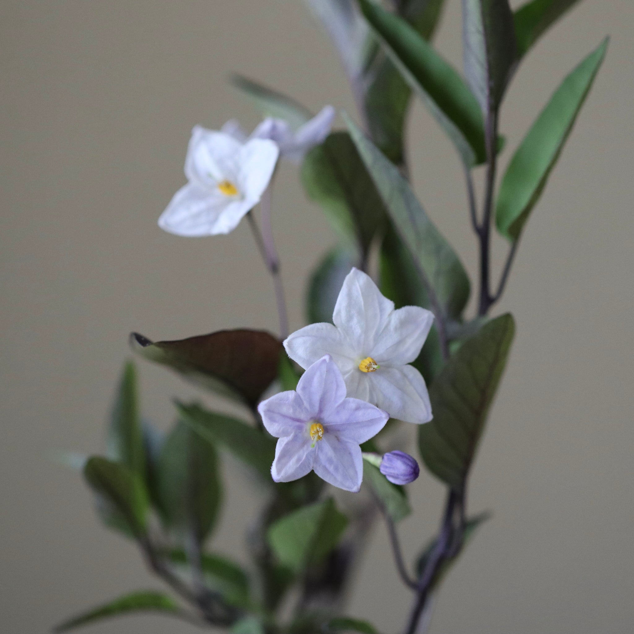 Solanum japonense (Yamahoroshi)