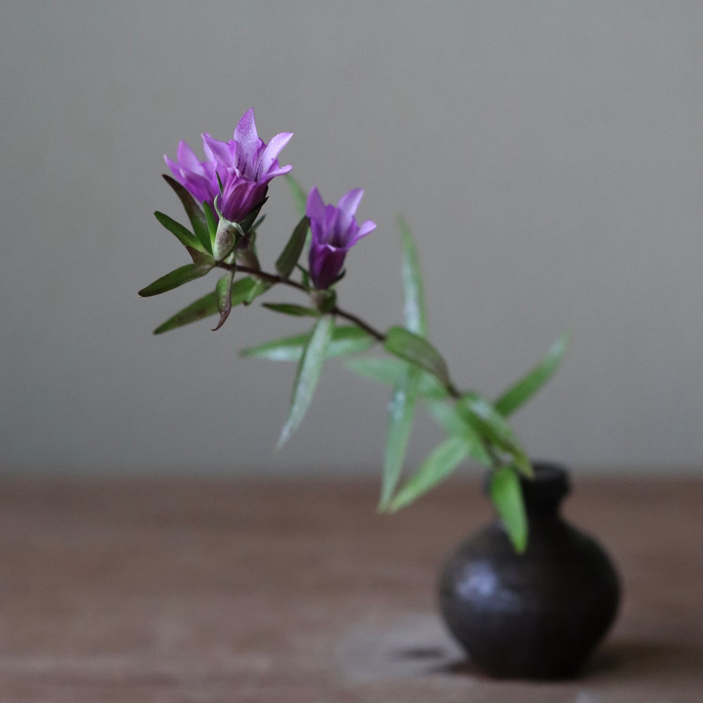 Gentiana scabra (Red-flowered Japanese gentian, aka-bana rindo)