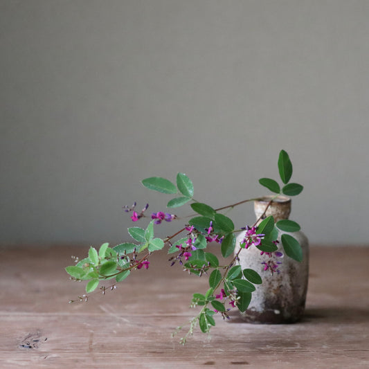 Lespedeza melanantha f. rosea (Yakushima kihagi)