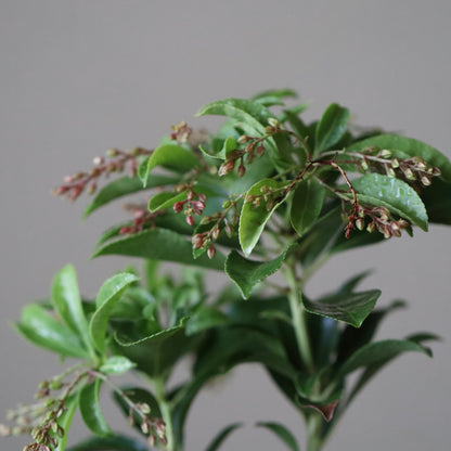 Pieris japonica (Red Japanese Andromeda, akabana asebi)