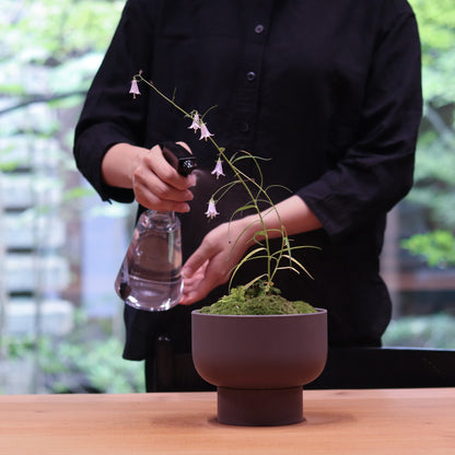 Celebratory potted flower arrangement (stone grey pot)