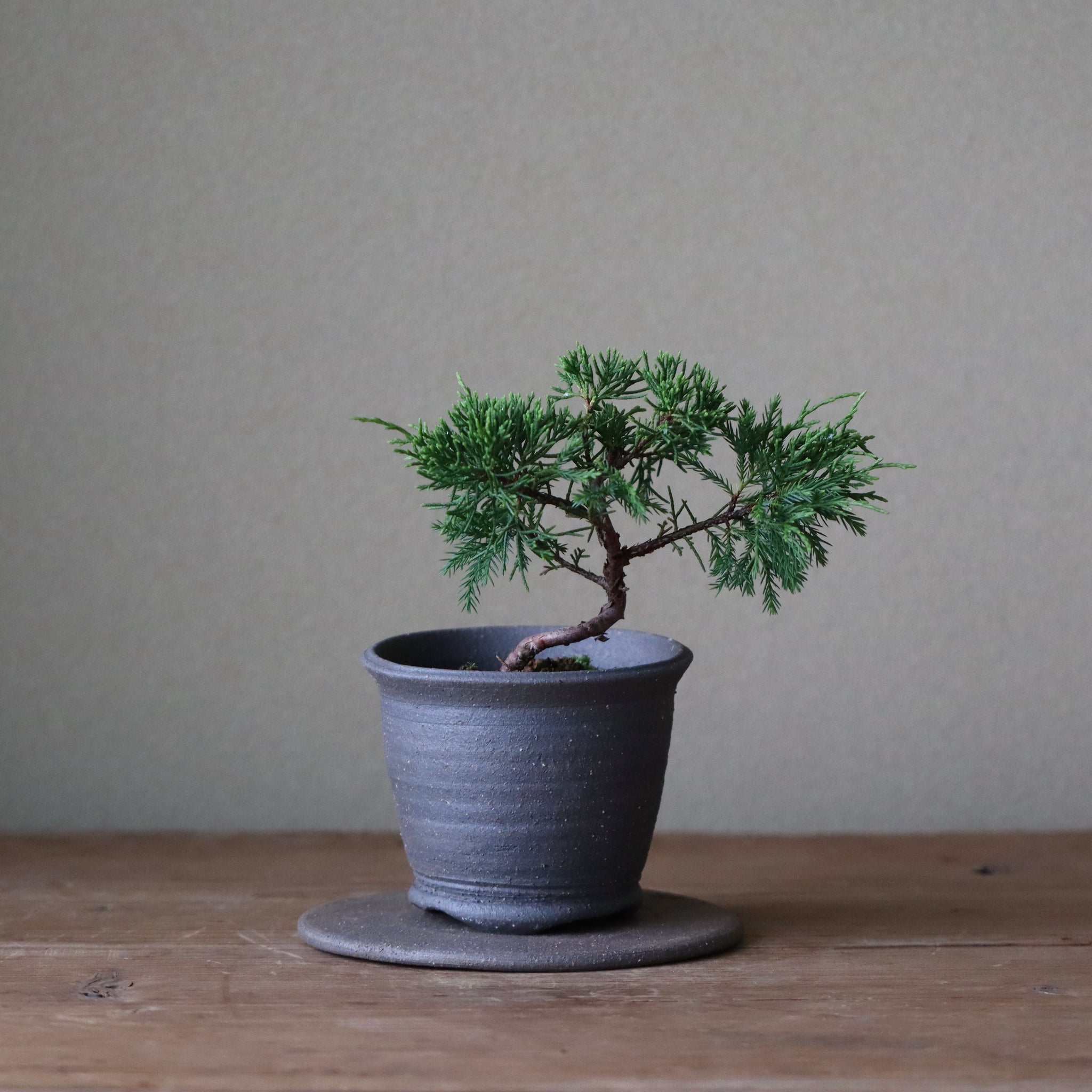 真柏 シンパク （ミヤマビャクシン） - 植物/観葉植物